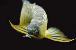 Рыбка Scleropages Formosus